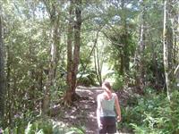 Walking the Ridge Track in Kaitoke park